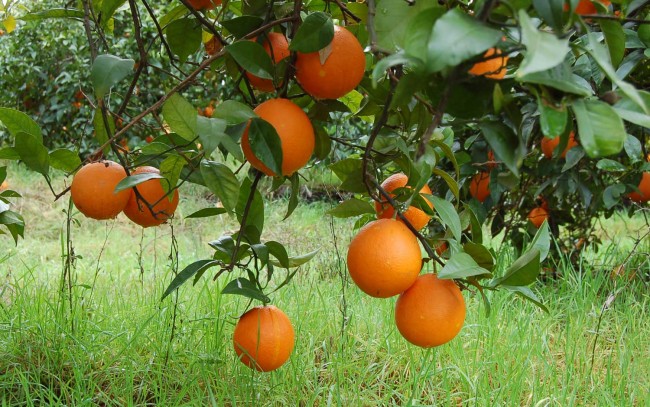 naranjas-fondo-linkdin
