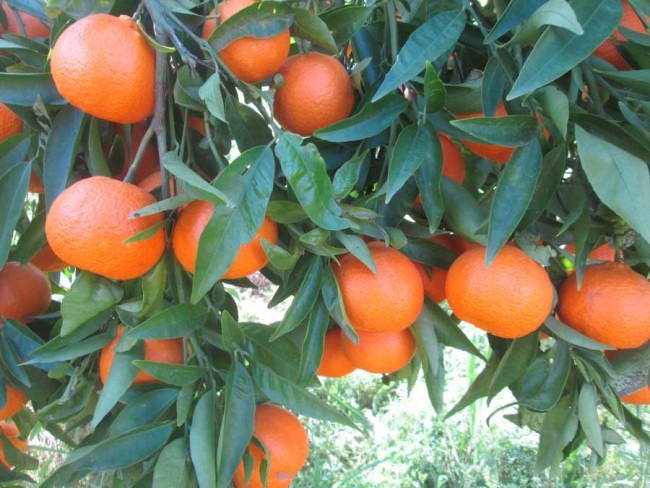 Mandarinas-orogrande