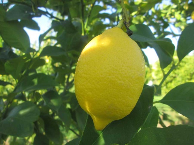 limones-eco-fino