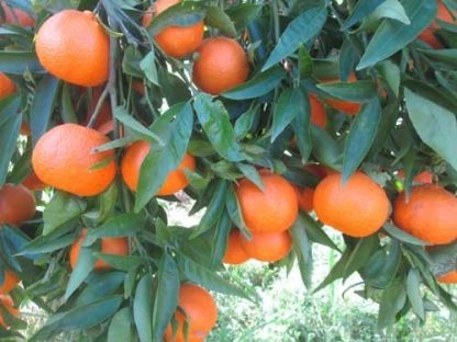 Mandarinas semillas 10KG