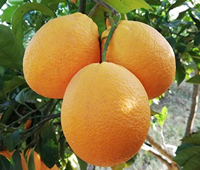 Naranjas Barberinas 10kg