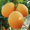 Naranjas Barberinas 20kg