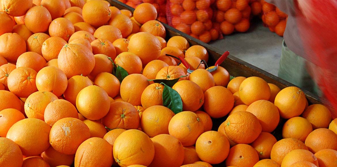 Biovalle - Venta de Naranjas Ecológicas